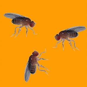 Drosophila Food & Supplies