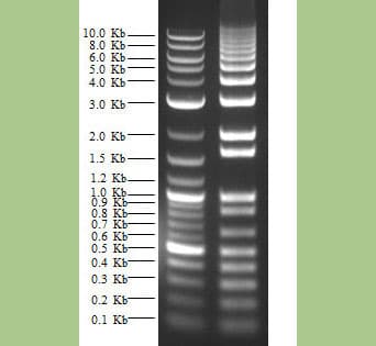 Agarose