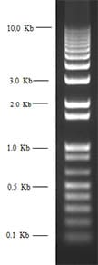 Agarose, For General Gel Electrophoresis