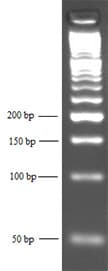 Agarose, For High Resolution of Small Fragments